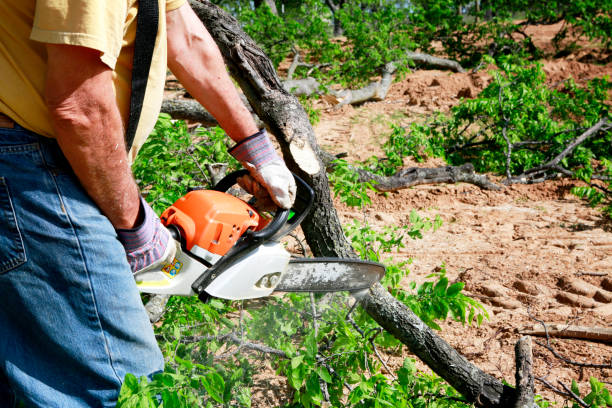 Tree Branch Trimming in Sebring, FL